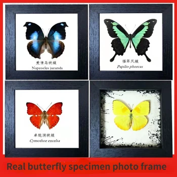 Vabzdžių drugelis pavyzdys Gamtos Mokslų Populiarinimas Švietimo Paroda 