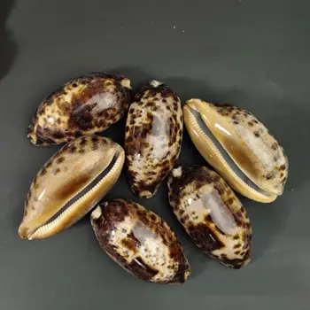 Myli shell Viduržemio jūros papuošalų fotografijos medžiaga miniatiūrų kolekcija pavyzdys